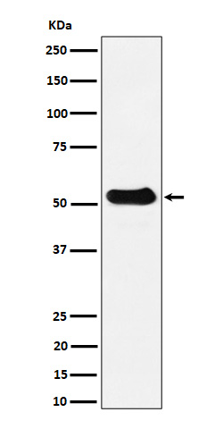 alpha 1B/4A Tubulin Ab