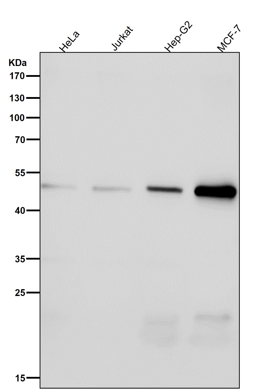 alpha 1B/4A Tubulin Ab