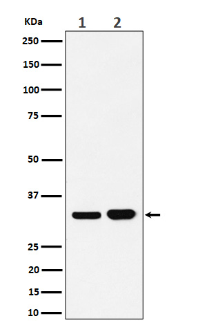 Bcl 2 L1 Ab