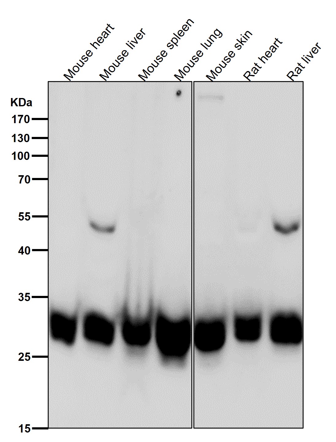 Bcl 2 L1 Ab