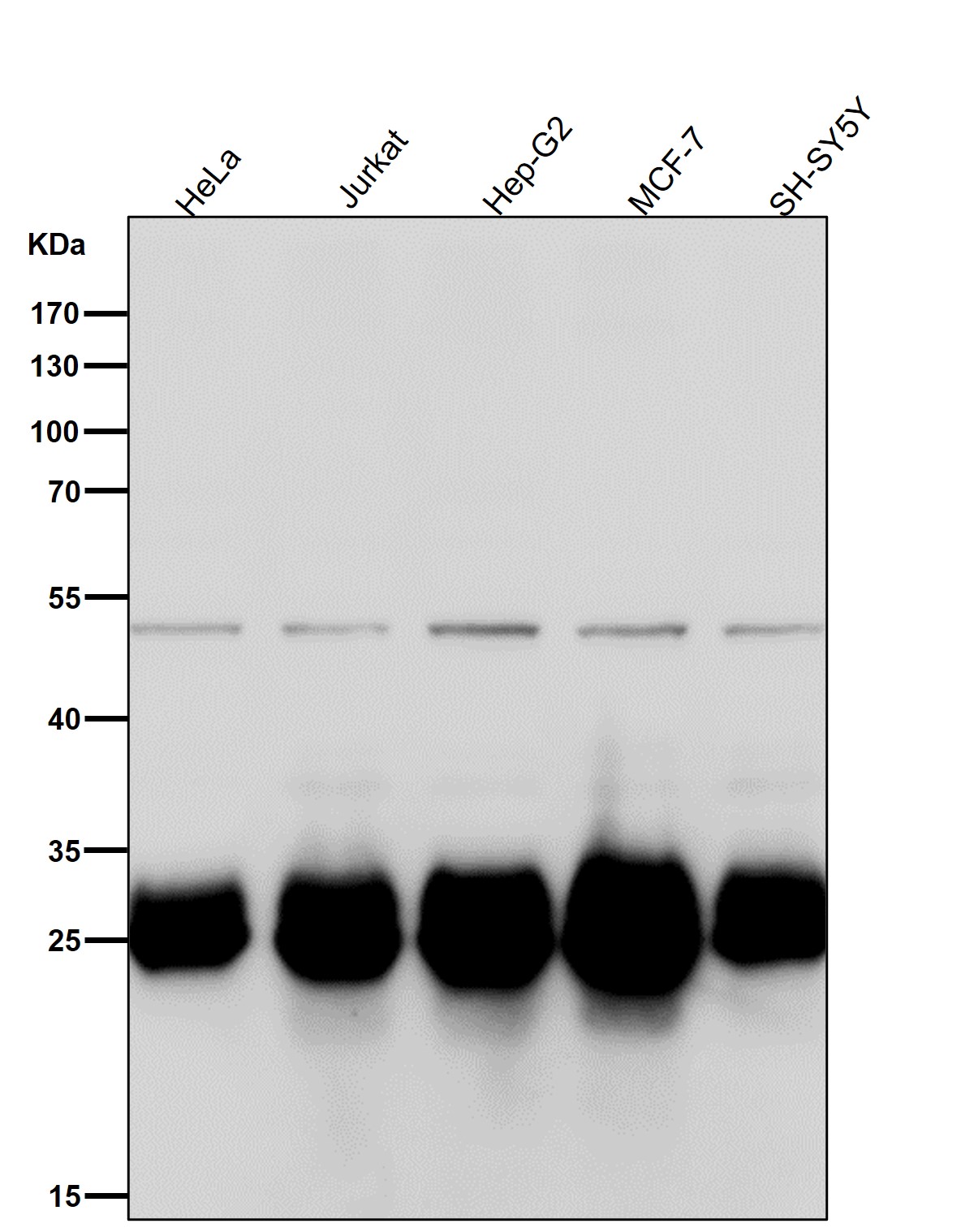Bcl 2 L1 Ab