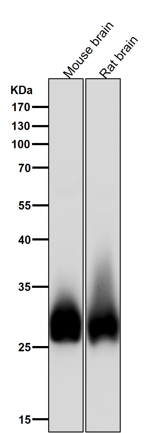 Bcl 2 L1 Ab