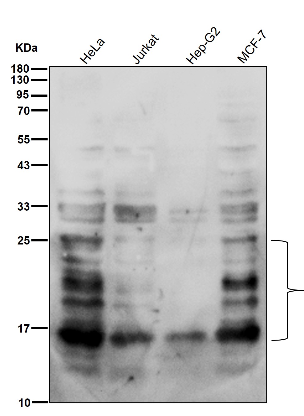 K27-linkage specific ubiquitin Ab