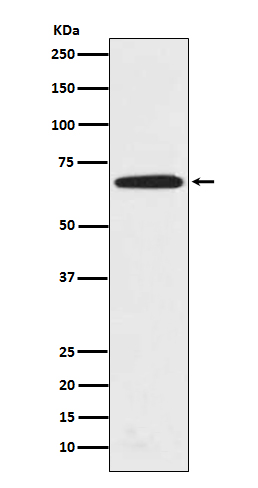 PRMT5 Ab