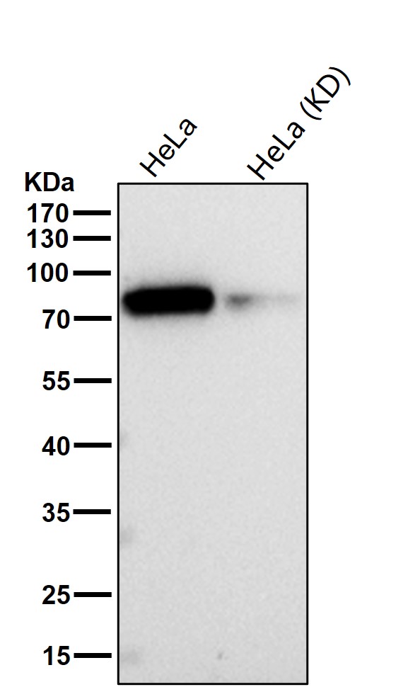 p-Glycogen synthase (S641) Ab