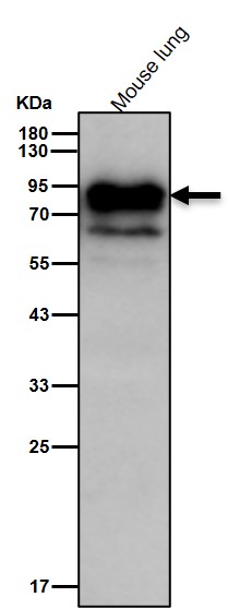 p-Glycogen synthase (S641) Ab