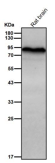 p-Glycogen synthase (S641) Ab