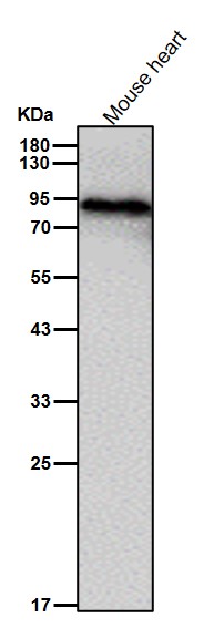 p-Glycogen synthase (S641) Ab