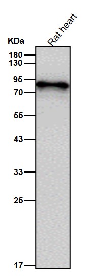 p-Glycogen synthase (S641) Ab