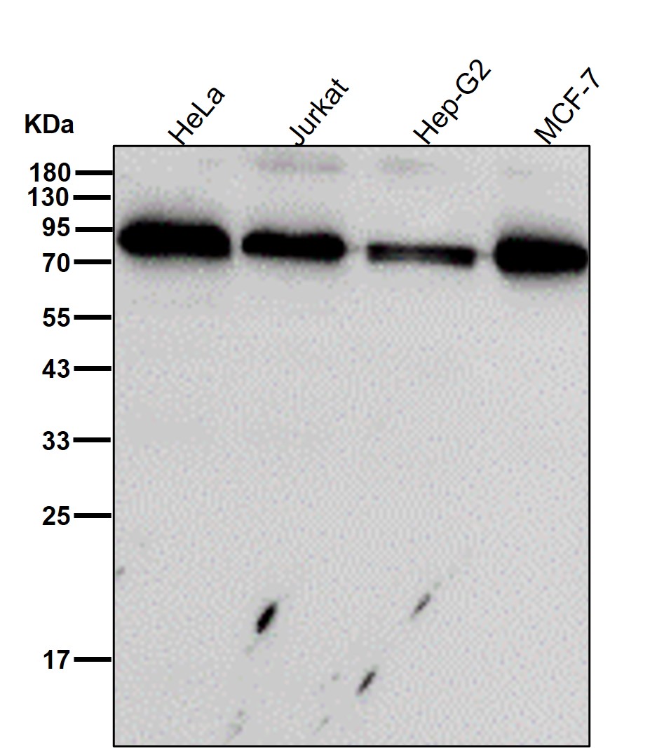 p-Glycogen synthase (S641) Ab