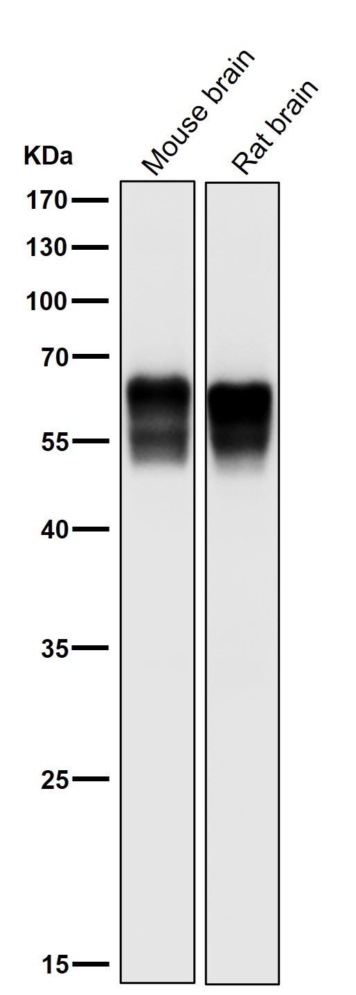 Src Ab