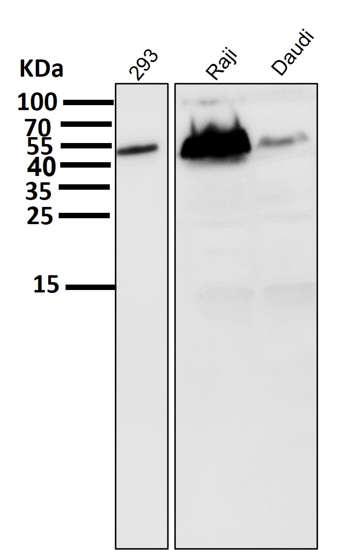 p53 Ab