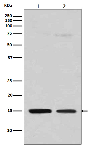 MonoMethyl-Histone H3 (R128) Ab