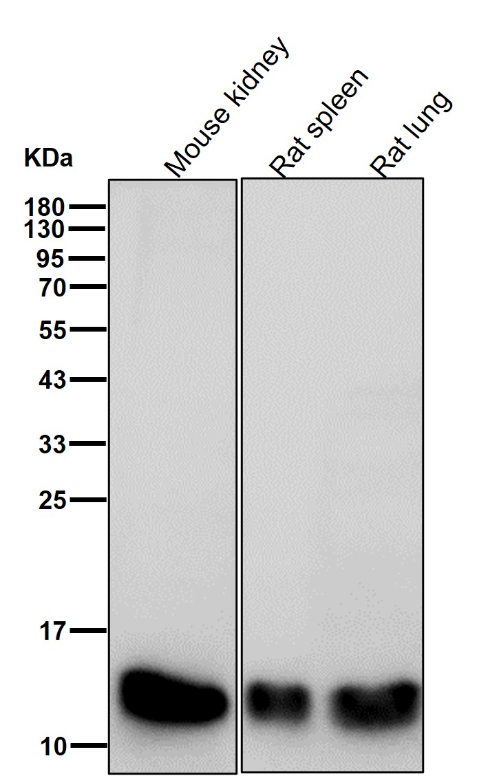 MonoMethyl-Histone H3 (R128) Ab