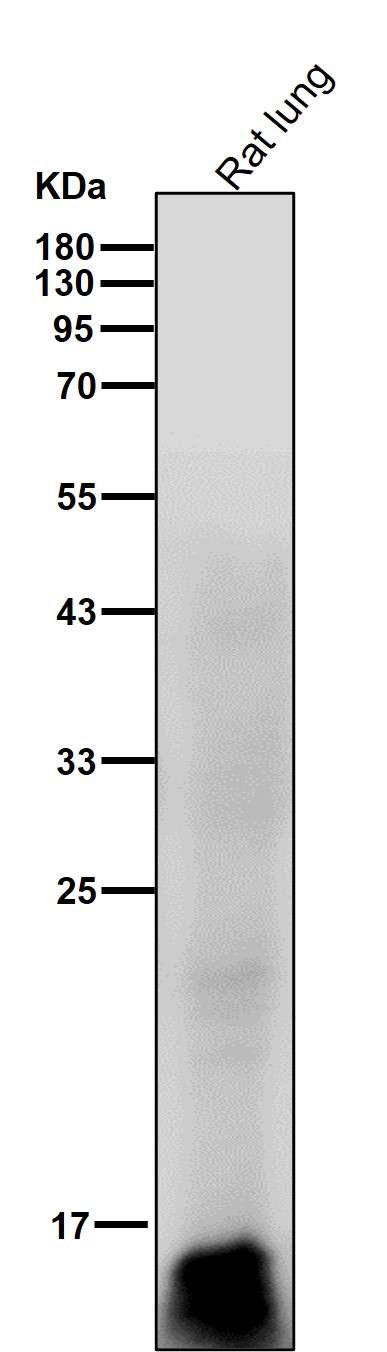 MonoMethyl-Histone H3 (R128) Ab