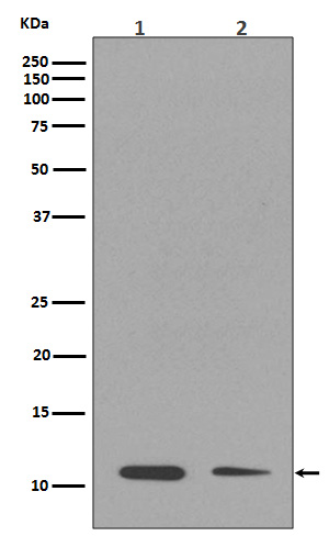 MonoMethyl-Histone H4 (K16) Ab