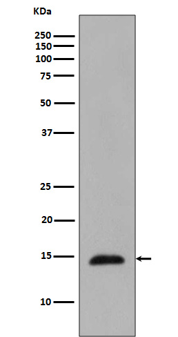 p-Histone H2B.1 (T129) Ab