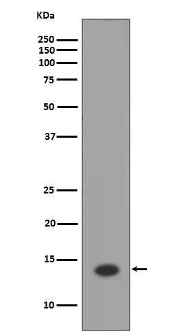 Histone H2A Ab