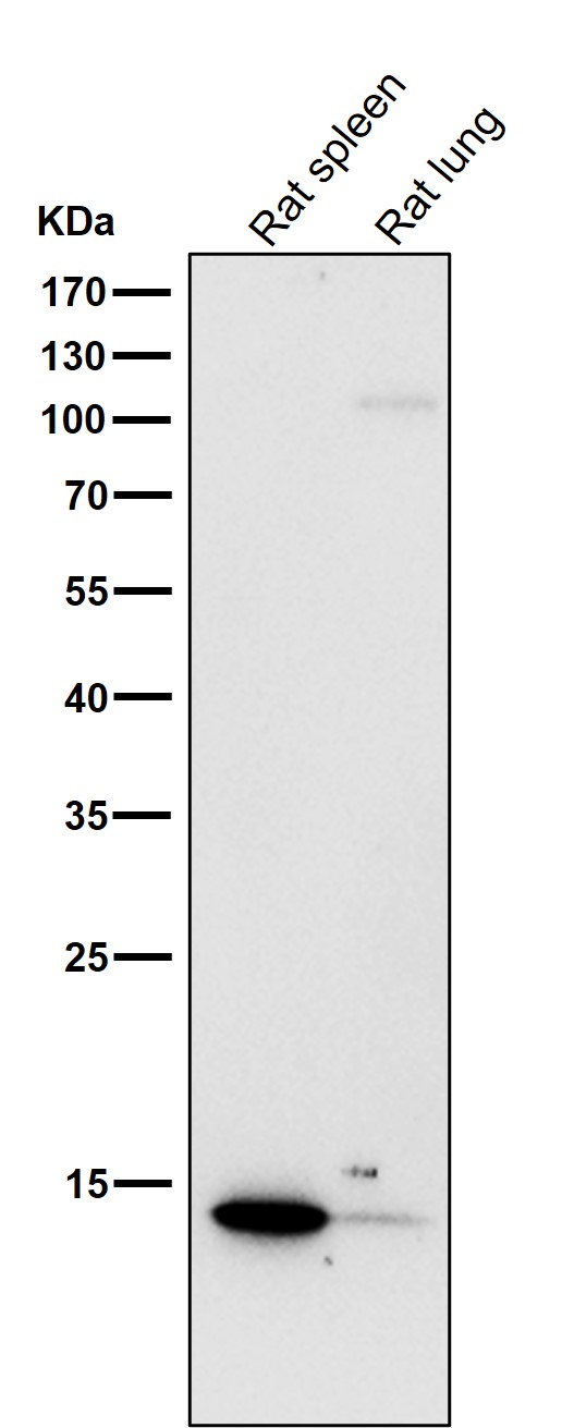 Histone H2A Ab