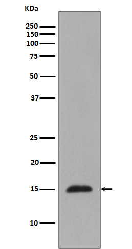 MonoMethyl-Histone H3 (R2) Ab