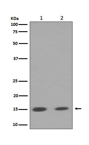 Mono/Di/TriMethyl-Histone H3 (K79) Ab