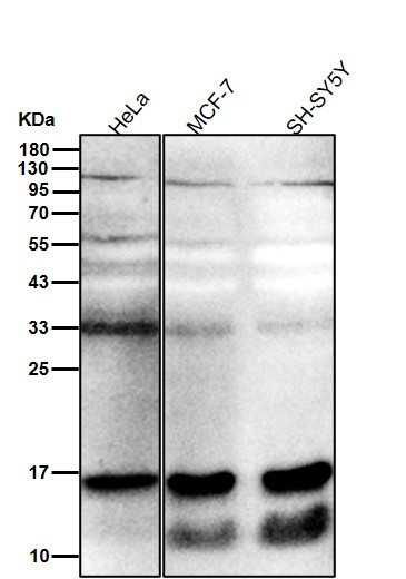 Mono/Di/TriMethyl-Histone H3 (K79) Ab