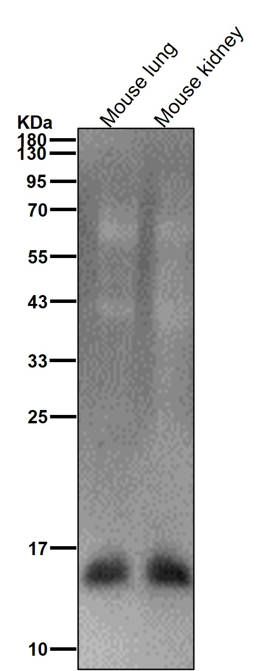 Mono/Di/TriMethyl-Histone H3 (K79) Ab