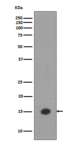 MonoMethyl-Histone H3 (K18) Ab
