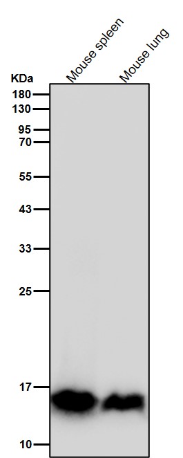 MonoMethyl-Histone H3 (K18) Ab