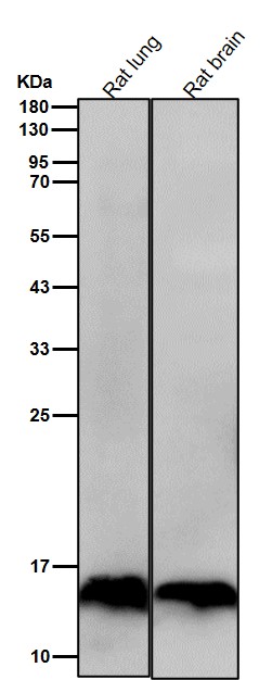 MonoMethyl-Histone H3 (K18) Ab