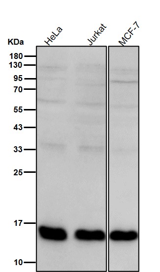 MonoMethyl-Histone H3 (K18) Ab