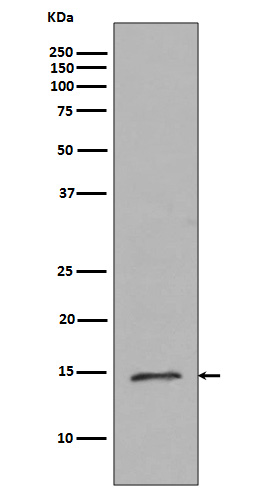 MonoMethyl-Histone H2B type 2E (R79) Ab