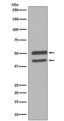 JNK1/2/3 Ab
