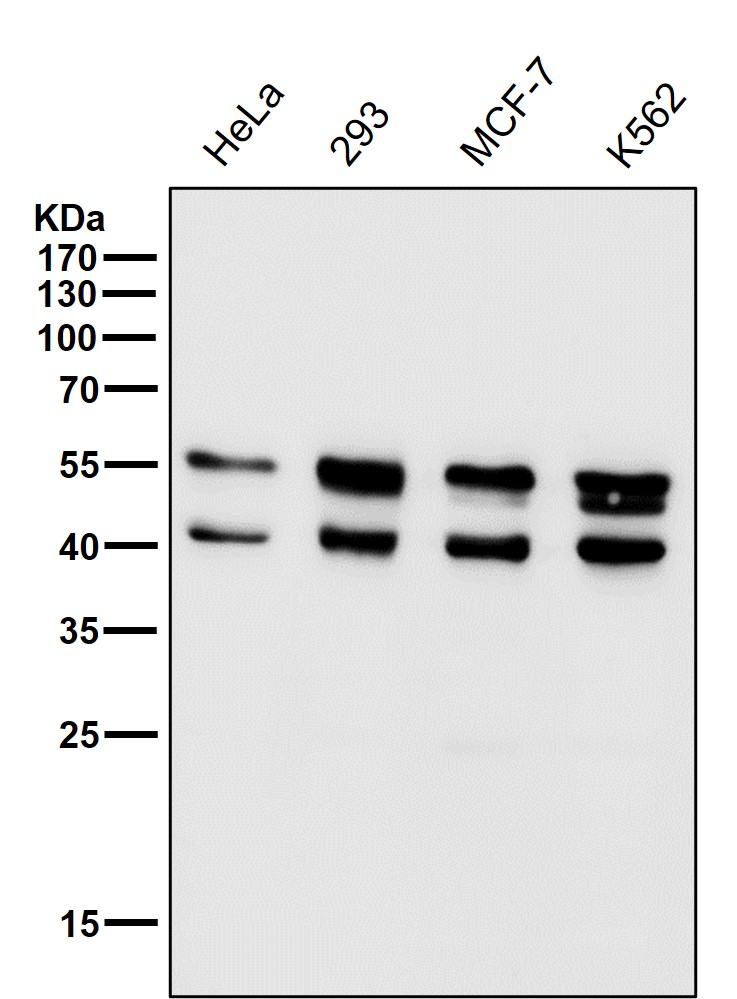 JNK1/2/3 Ab