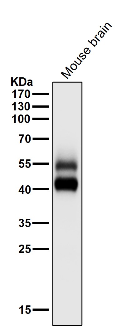 JNK1/2/3 Ab