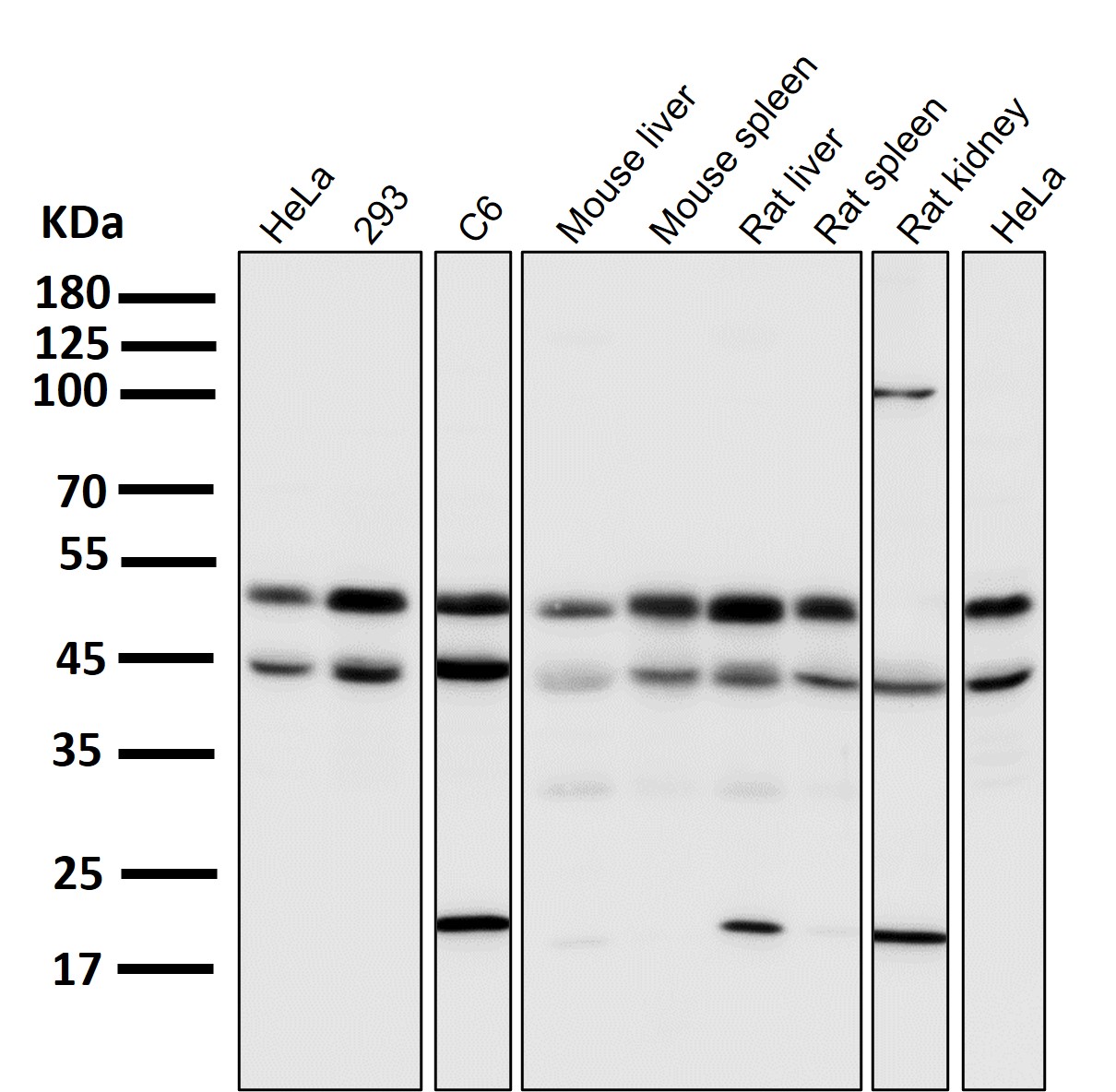 JNK1/2/3 Ab