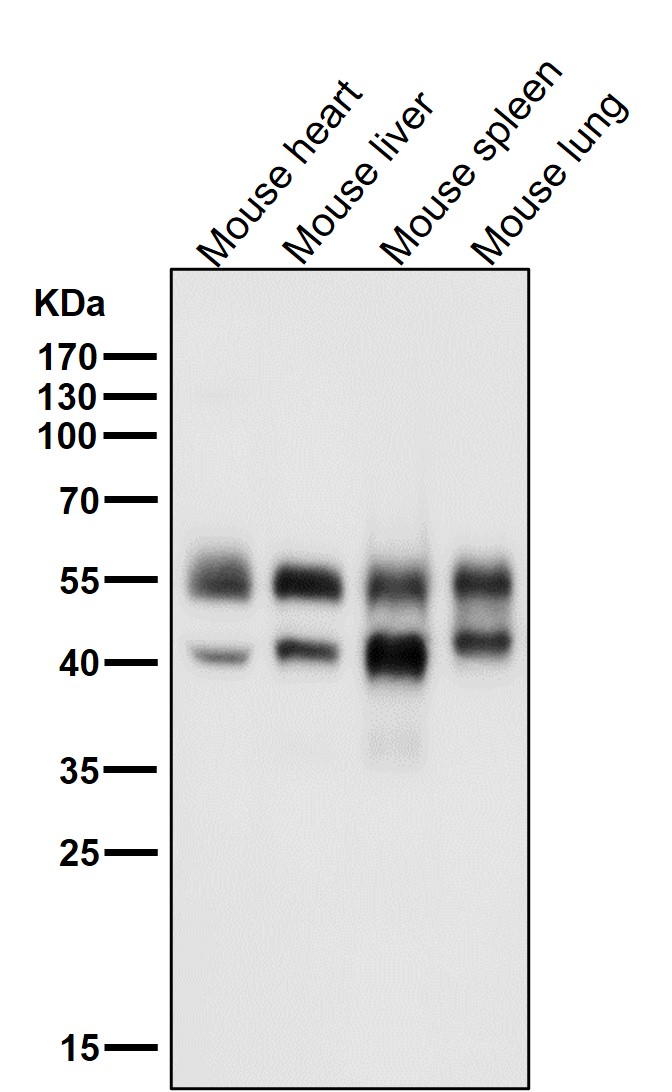 JNK1/2/3 Ab