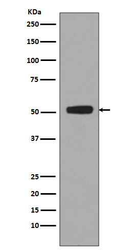 p-p53 (S376) Ab