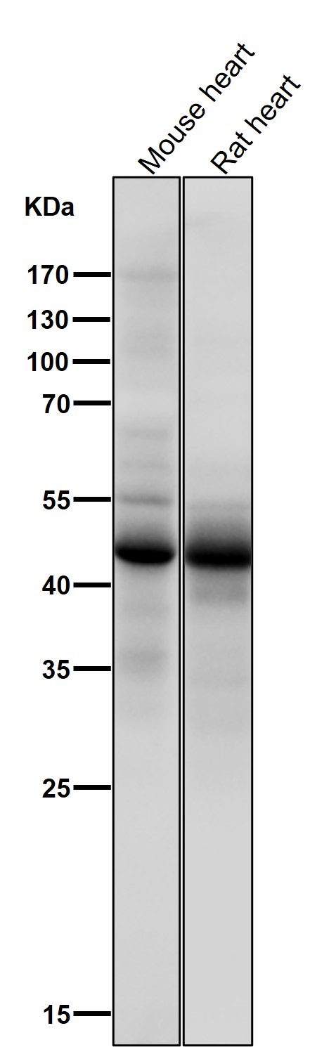 p-p53 (S376) Ab