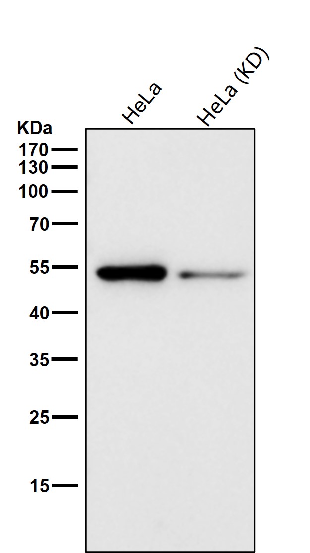 Caspase 2 Ab