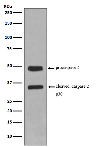 Caspase 2 Ab