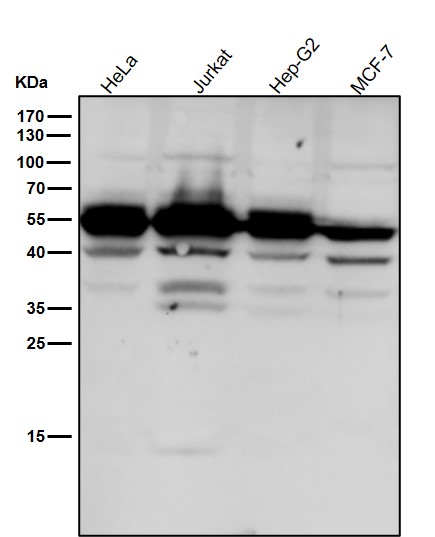 Caspase 2 Ab