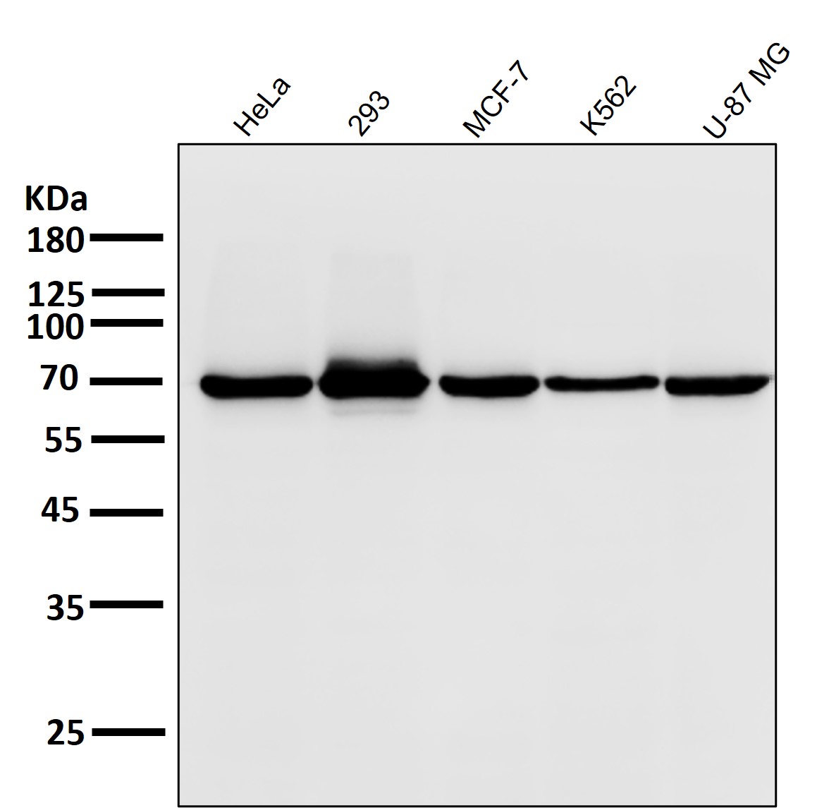 Hsp70 Ab