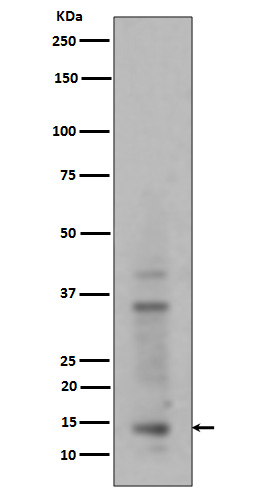 Mono/Di/TriMethyl-Histone H3 (K14) Ab