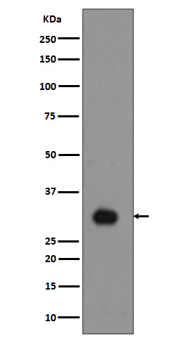 p-Histone H1.4 (T17) Ab