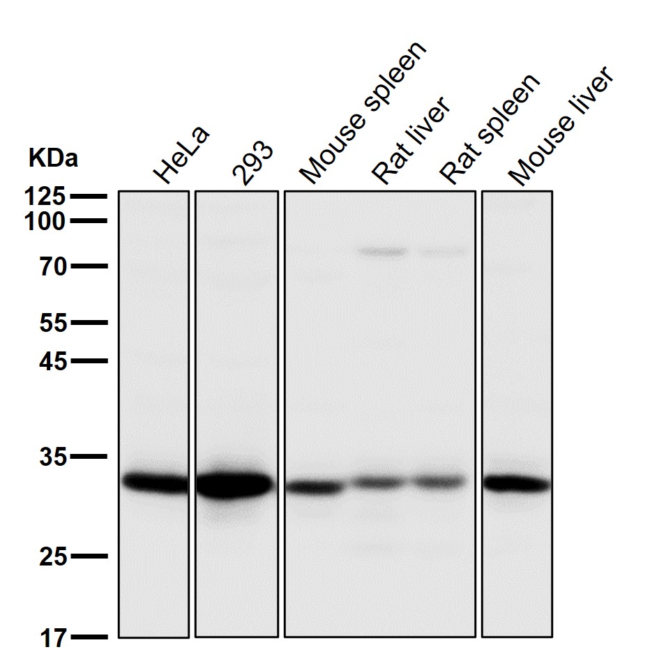 Cleaved-Caspase 3 p17 Ab