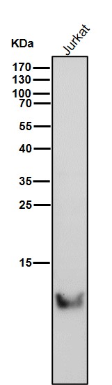 TriMethyl-Histone H4 (K20) Ab