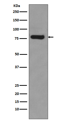 Androgen receptor (AR3 specific) Ab