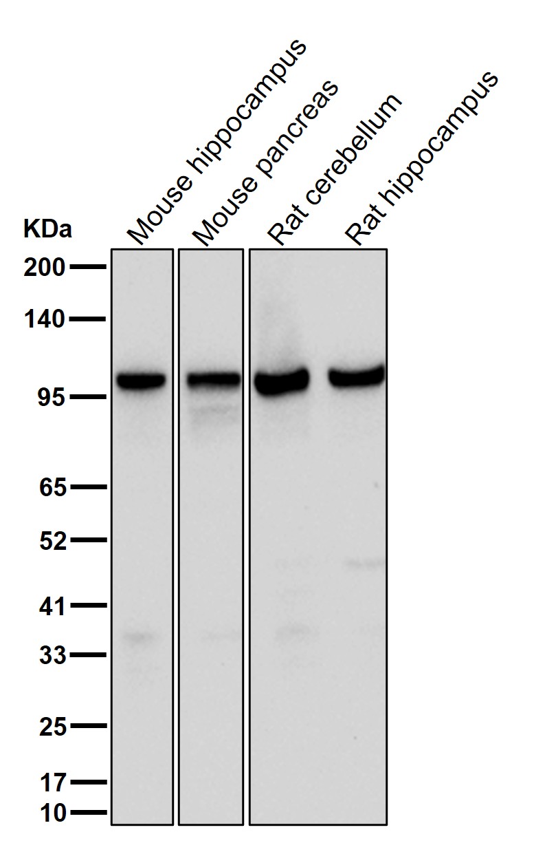 DGCR8 Ab