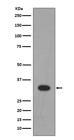 Lin 28B Ab
